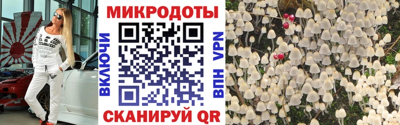 Купить где  Борзя  Псилоцибиновые грибы Cubensis 